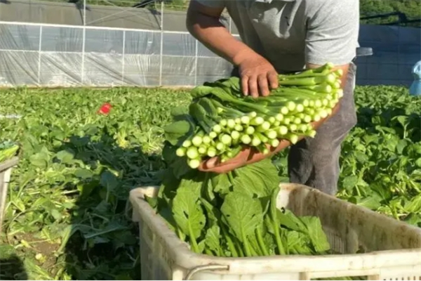 批發(fā)蔬菜配送